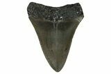 Serrated, Juvenile Megalodon Tooth - North Carolina #351198-1